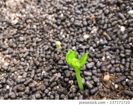 Germination of bitter gourd Germination of bitter gourd 137171720