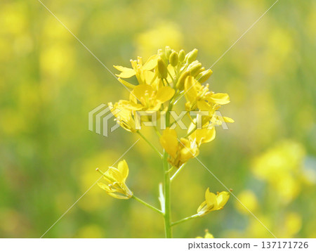 Rapeseed field Rapeseed field 137171726