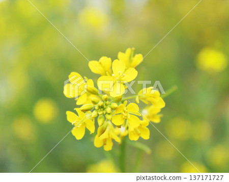 Rape blossoms in Hyuga Rape blossoms in Hyuga 137171727