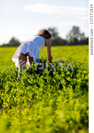 young woman in the field young woman in the field 137171814