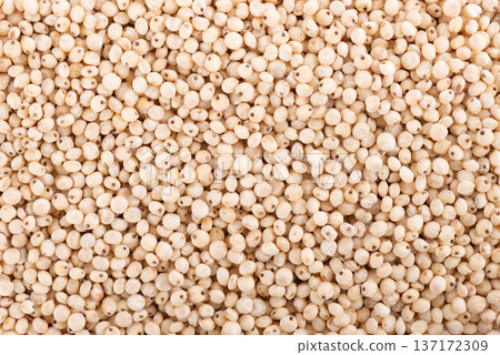 Sorghum seeds background. Sorghum bicolor or sorgo grains. Sorghum seeds background. Sorghum bicolor or sorgo grains. 137172309