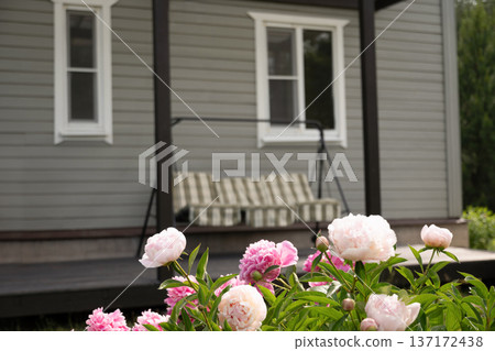 Soft pastel peonies in front yard of country house Soft pastel peonies in front yard of country house 137172438