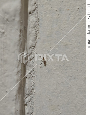 Chironomidae insect rests quietly on a textured white painted wall surface 137172441