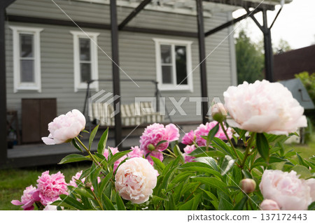 Peony flowers in summer garden in front of wooden house. Outdoors. Summer. Peony flowers in summer garden in front of wooden house. Outdoors. Summer. 137172443