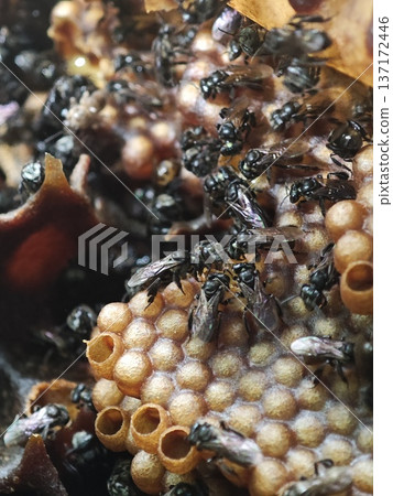 Numerous small stingless bees meticulously working on their intricate honeycomb nest 137172446