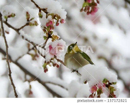 Sakura and Mejiro Sakura and Mejiro 137172821