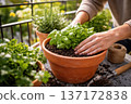 Hands Gently Planting Fresh Basil in a Clay Pot Surrounded by Lush Green Herbs on a Sunny Balcony in a Home Gardening Setting 137172838