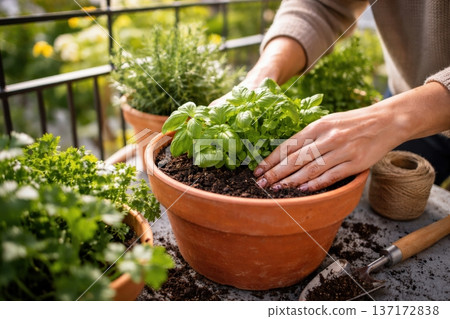 Hands Gently Planting Fresh Basil in a Clay Pot Surrounded by Lush Green Herbs on a Sunny Balcony in a Home Gardening Setting Hands Gently Planting Fresh Basil in a Clay Pot Surrounded by Lush Green Herbs on a Sunny Balcony in a Home Gardening Setting 137172838