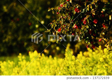 河岸邊開滿了油菜花和紅牡丹 137172839