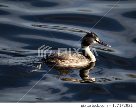 Great crested grebe 137172921