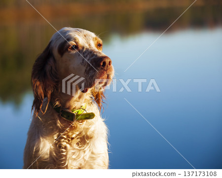 Young English setter sits against the background of water of forest lake. Young English setter sits against the background of water of forest lake. 137173108