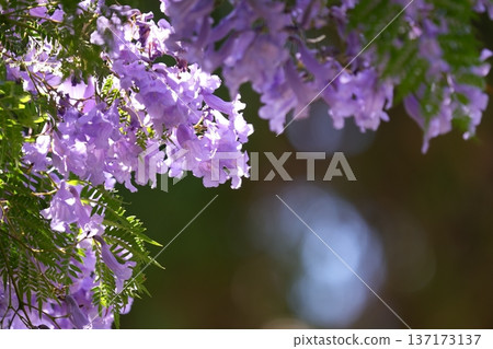 Jacaranda blooming in sunny weather Jacaranda blooming in sunny weather 137173137