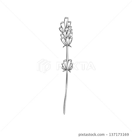 Minimalist lavender vector illustration with single flowering stem and slender leaves in clean black line art. Perfect for cosmetic packaging, herbal labels and natural branding design and print use. 137173169