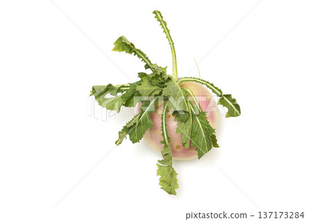Turnip on white background Turnip on white background 137173284