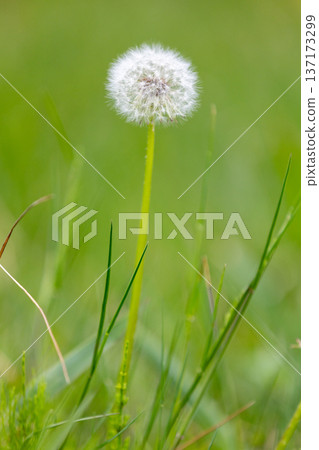 蒲公英的絨毛在草地上高高聳立_垂直 蒲公英的絨毛在草地上高高聳立_垂直 137173299