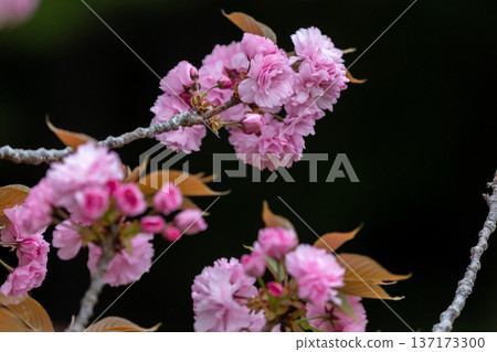雙瓣櫻花在深色背景下綻放 137173300