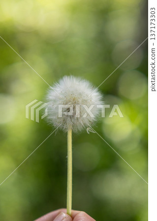 手中捧著蓬鬆的蒲公英絨毛_直版 手中捧著蓬鬆的蒲公英絨毛_直版 137173303