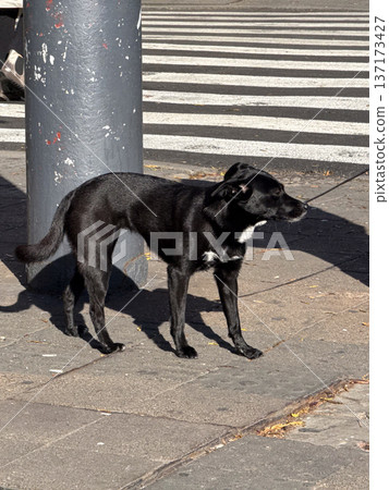 Black dog standing on leash by crosswalk. Urban life, companionship and daily city routine. 137173427