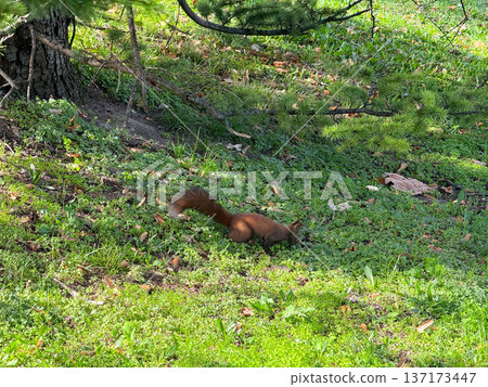 Curious squirrel searching in grass. Curiosity, movement, and exploration of the urban wildlife ecosystem. 137173447