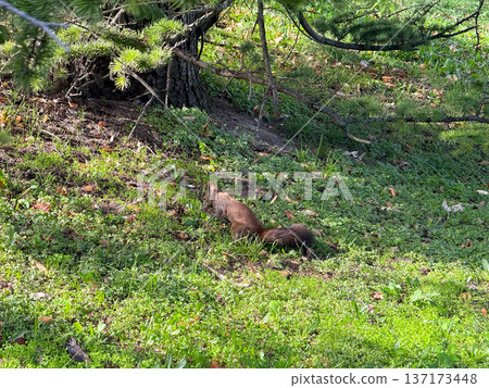 Curious squirrel searching in grass. Curiosity, movement, and exploration of the urban wildlife ecosystem. Curious squirrel searching in grass. Curiosity, movement, and exploration of the urban wildlife ecosystem. 137173448