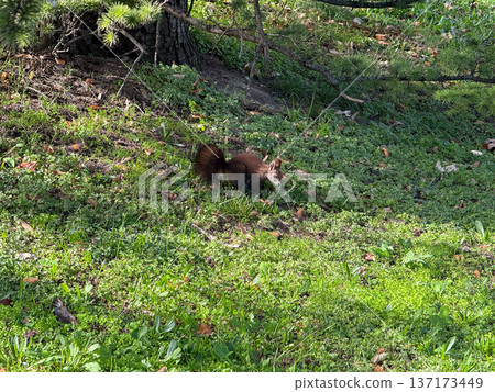 Curious squirrel searching in grass. Curiosity, movement, and exploration of the urban wildlife ecosystem. 137173449