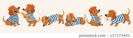 Vector set of cute dachshunds in French red berets and striped vests in various poses 137173481