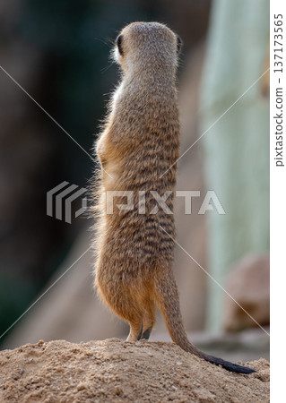 Rear view of suricate standing tall on lookout point with tail visible Rear view of suricate standing tall on lookout point with tail visible 137173565