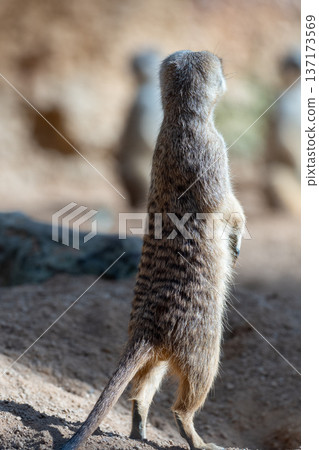 Standing meerkat seen from behind showing fur texture and dark stripes on back Standing meerkat seen from behind showing fur texture and dark stripes on back 137173569