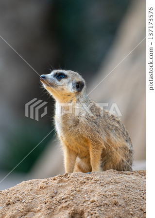 Curious meerkat standing on a sandy mound and gazing upwards in a natural habitat Curious meerkat standing on a sandy mound and gazing upwards in a natural habitat 137173576