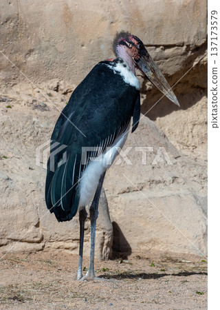 Large marabou stork bird with black wings and white chest standing on the ground near rocks Large marabou stork bird with black wings and white chest standing on the ground near rocks 137173579