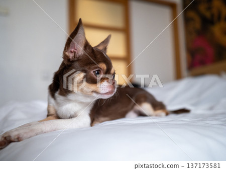 Tiny chihuahua puppy with big ears lying down and looking curious in a home setting Tiny chihuahua puppy with big ears lying down and looking curious in a home setting 137173581