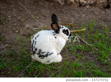 Back view of a white and black domestic bunny resting on a patch of earth 137173732