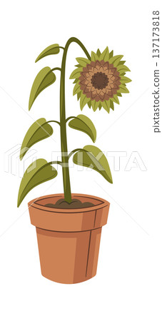 Potted dried sunflower wilted plant Potted dried sunflower wilted plant 137173818