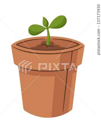 Sunflower plant seedling in pot Sunflower plant seedling in pot 137173930