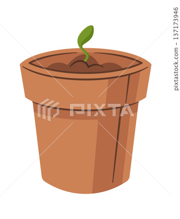 Strawberry seed sprouting in pot Strawberry seed sprouting in pot 137173946