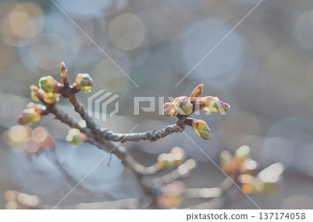 春天的跡象：飽滿的櫻花花苞和美麗的散景背景 137174058