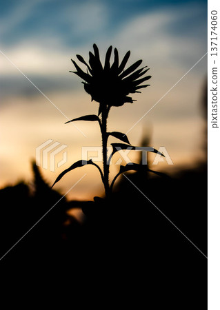 Sunflower silhouettes at dusk: A summer evening scene that evokes a sense of hope and demise Sunflower silhouettes at dusk: A summer evening scene that evokes a sense of hope and demise 137174060
