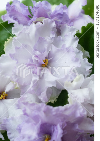 beautiful violet flowers of sort african violet. domestic flowers. close up. top view beautiful violet flowers of sort african violet. domestic flowers. close up. top view 137174090