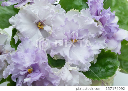 beautiful violet flowers of sort african violet. domestic flowers. close up. top view beautiful violet flowers of sort african violet. domestic flowers. close up. top view 137174092