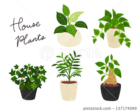 五種室內植物中的第四套-水彩風格手繪插圖 五種室內植物中的第四套-水彩風格手繪插圖 137174099