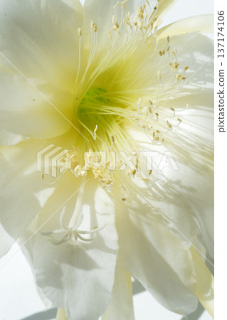 beautiful huge white cactus flower with soft yellow core at sunny day. macro shot beautiful huge white cactus flower with soft yellow core at sunny day. macro shot 137174106