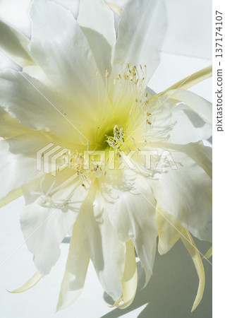 beautiful huge white cactus flower with soft yellow core at sunny day. macro shot beautiful huge white cactus flower with soft yellow core at sunny day. macro shot 137174107