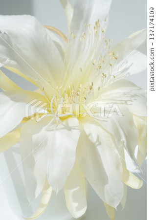 beautiful huge white cactus flower with soft yellow core at sunny day. macro shot beautiful huge white cactus flower with soft yellow core at sunny day. macro shot 137174109