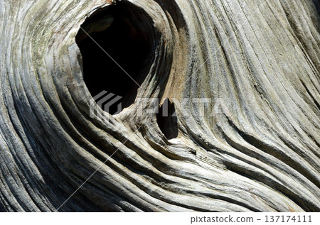 Dead tree shape graphic material Dead tree shape graphic material 137174111