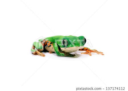 Glaring frog, Tiger tiger frog, white background 137174112