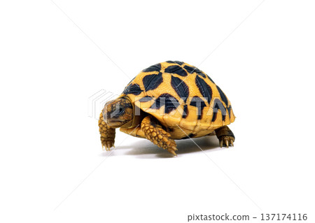 Star tortoise juvenile white background 137174116