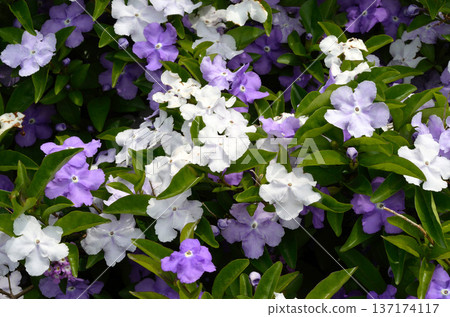 Fragrant pine tree Brunfelsia 137174117