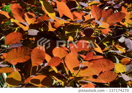 Sunlight on the young leaves of the smoke tree. Sunlight on the young leaves of the smoke tree. 137174270