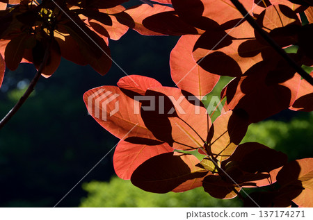 Sunlight on the young leaves of the smoke tree. Sunlight on the young leaves of the smoke tree. 137174271