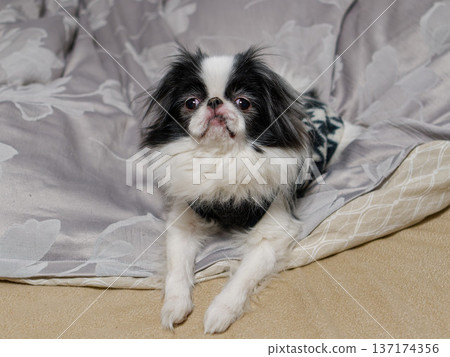 一隻可愛的日本狆犬（日本犬）的肖像 | 一隻小狗在室內放鬆 137174356